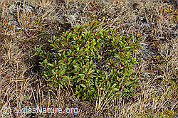 Rhododendron ferrugineum (21.05.2022, C222488)