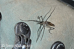 Tipula pagana (Schnake) (C222493)