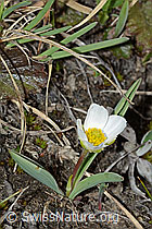 Pyrenäen-Hahnenfuss (Ranunculus kuepferi) (C222518) Pyrenäen-Hahnenfuss (Ranunculus kuepferi) (C222518)