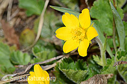 Gemeine Berg-Nelkenwurz (Geum montanum) (C222526)