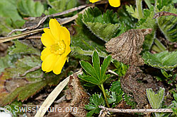 Gemeine Berg-Nelkenwurz (Geum montanum) (C222527)