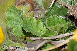Gemeine Berg-Nelkenwurz (Geum montanum) (C222528)