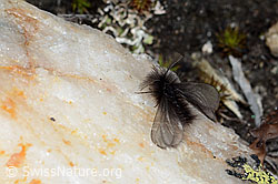 Ptilocephala plumifera (C222534)