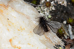 Ptilocephala plumifera (C222535)
