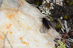 Ptilocephala plumifera (C222536)