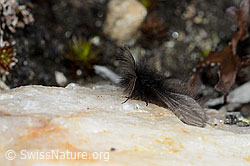 Ptilocephala plumifera (21.05.2022, C222538)