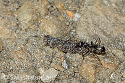 Formica lemani (Waldameise) und Sackträger (C222542) Formica lemani (Waldameise) und Sackträger (C222542)