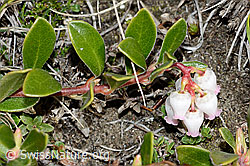 Immergrüne Bärentraube (Arctostaphylos uva-ursi) (C222544) Immergrüne Bärentraube (Arctostaphylos uva-ursi) (C222544)