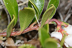 Immergrüne Bärentraube (Arctostaphylos uva-ursi) (C222545) Immergrüne Bärentraube (Arctostaphylos uva-ursi) (C222545)