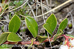 Immergrüne Bärentraube (Arctostaphylos uva-ursi) (C222546) Immergrüne Bärentraube (Arctostaphylos uva-ursi) (C222546)