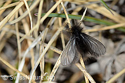Ptilocephala plumifera (21.05.2022, C222547)