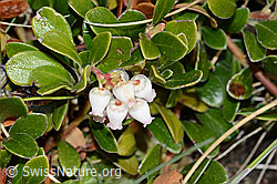 Immergrüne Bärentraube (Arctostaphylos uva-ursi) (C222549) Immergrüne Bärentraube (Arctostaphylos uva-ursi) (C222549)