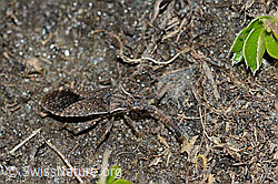 Coriomeris denticulatus (21.05.2022, C222566)
