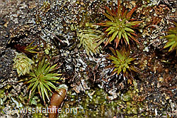 Formica lemani (Waldameise) (C222570) Formica lemani (Waldameise) (C222570)