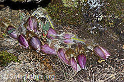 Pulsatilla vernalis (C222581)