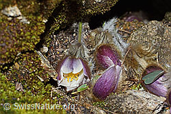 Pulsatilla vernalis (C222582)