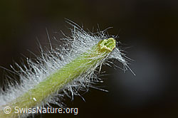 Pulsatilla vernalis (C222583)