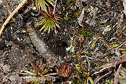 Weissfleckiger Kommafalter Raupe (Hesperia comma) (C222592) Weissfleckiger Kommafalter Raupe (Hesperia comma) (C222592)