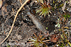 Weissfleckiger Kommafalter Raupe (Hesperia comma) (C222593) Weissfleckiger Kommafalter Raupe (Hesperia comma) (C222593)