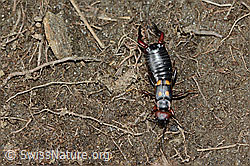 Anechura bipunctata (21.05.2022, C222606)