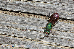 Chrysura hirsuta (21.05.2022, C222618)
