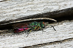 Chrysura hirsuta (21.05.2022, C222625)