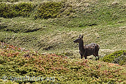 Rothirsch (Cervus elaphus) (C222642) Rothirsch (Cervus elaphus) (C222642)