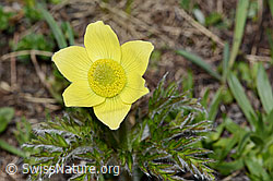 Pulsatilla alpina ssp. apiifolia (C222644) Pulsatilla alpina ssp. apiifolia (C222644)