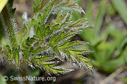 Pulsatilla alpina ssp. apiifolia (C222647) Pulsatilla alpina ssp. apiifolia (C222647)
