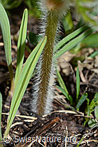 Pulsatilla alpina ssp. apiifolia (C222648) Pulsatilla alpina ssp. apiifolia (C222648)
