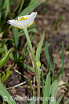Pyrenäen-Hahnenfuss (Ranunculus kuepferi) (C222664) Pyrenäen-Hahnenfuss (Ranunculus kuepferi) (C222664)