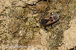 Rhyparochromus pini (Wanze) (C222675) Rhyparochromus pini (Wanze) (C222675)