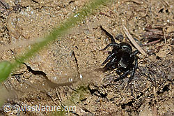 Phlegra fasciata (C222677)