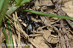 Phlegra fasciata (C222684)