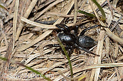 Phlegra fasciata (C222685)