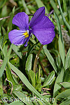 Langsporniges Stiefmütterchen (Viola calcarata) (C222687) Langsporniges Stiefmütterchen (Viola calcarata) (C222687)