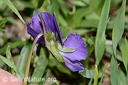 Langsporniges Stiefmütterchen (Viola calcarata) (C222690) Langsporniges Stiefmütterchen (Viola calcarata) (C222690)