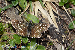 Kleiner Südlicher Würfelfalter (Pyrgus malvoides) (C222702) Kleiner Südlicher Würfelfalter (Pyrgus malvoides) (C222702)