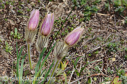 Pulsatilla vernalis (C222709)
