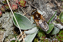 Gänsedistel-Erzschwebfliege (Cheilosia caerulescens) (C222724)