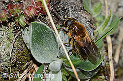 Gänsedistel-Erzschwebfliege (Cheilosia caerulescens) (C222727)