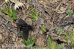Leptopterix plumistrella (Sackträger) (C222738) Leptopterix plumistrella (Sackträger) (C222738)