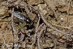 Gänsedistel-Erzschwebfliege (Cheilosia caerulescens) (C222760)