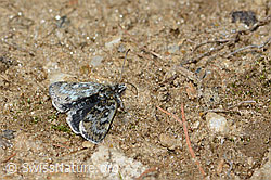 Metaxmeste phrygialis (Rüsselzünsler) (C222773) Metaxmeste phrygialis (Rüsselzünsler) (C222773)