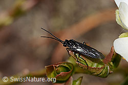Dolerus nitens (C222785)