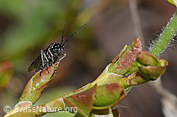 Dolerus nitens (C222790)