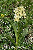 Dactylorhiza sambucina (C222840)