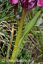 Dactylorhiza sambucina (C222842)