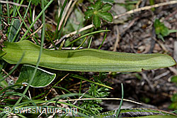 Dactylorhiza sambucina (C222843)