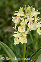 Dactylorhiza sambucina (C222847)